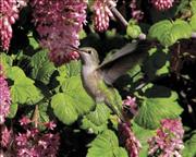 OPEN MOUTH HUMMING BIRD